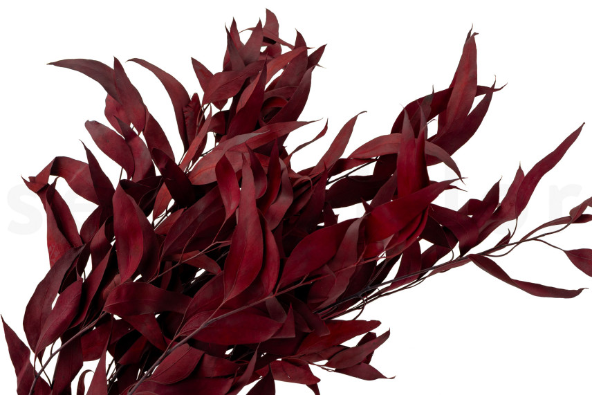 Preserved Eucalyptus Willow - Red