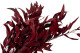 Preserved Eucalyptus Willow Red 2