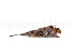 Preserved Eucalyptus Willow - Autumn Mix 7