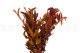 Preserved Eucalyptus Willow Autumn Mix 6