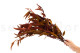 Preserved Eucalyptus Willow Autumn Mix 4