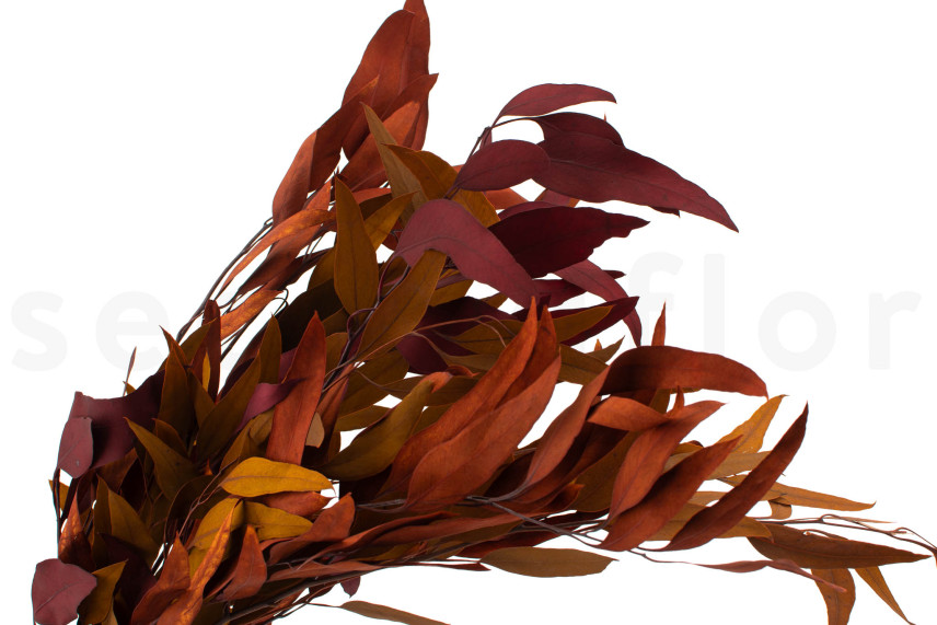 Preserved Eucalyptus Willow - Autumn Mix