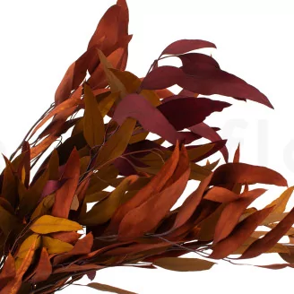 Preserved Eucalyptus Willow Autumn Mix