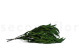 Preserved Eucalyptus Willow - Green 3