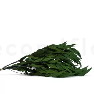 Preserved Eucalyptus Willow Green