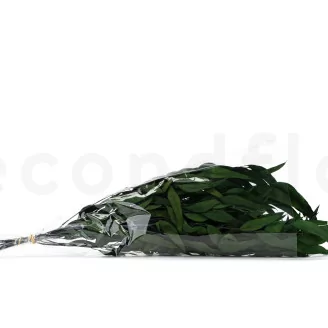 Preserved Eucalyptus Willow Green