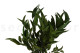 Preserved Eucalyptus Willow Green 5