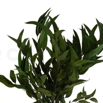 Preserved Eucalyptus Willow Green