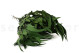 Preserved Eucalyptus Willow - Green 6