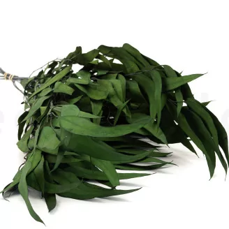 Preserved Eucalyptus Willow Green