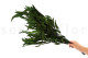 Preserved Eucalyptus Willow - Green 4