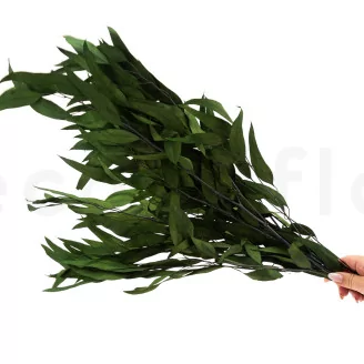 Preserved Eucalyptus Willow Green