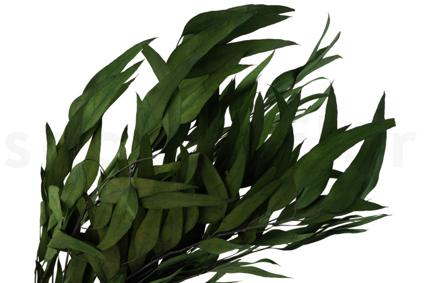 Preserved Eucalyptus Willow - Green