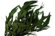 Preserved Eucalyptus Willow - Green 1