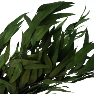 Preserved Eucalyptus Willow Green