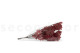 Preserved Oak Red 8