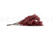 Preserved Oak - Red 3