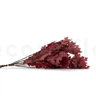 Preserved Oak Red