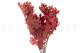 Preserved Oak Red 7