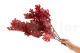 Preserved Oak - Red 4