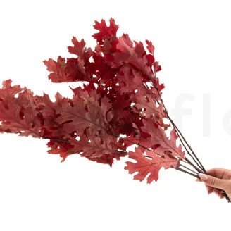 Preserved Oak Red