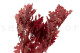 Preserved Oak Red 2