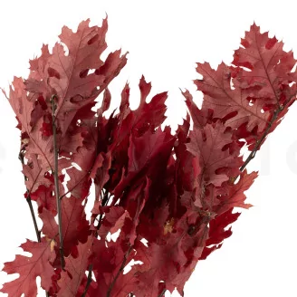Preserved Oak Red