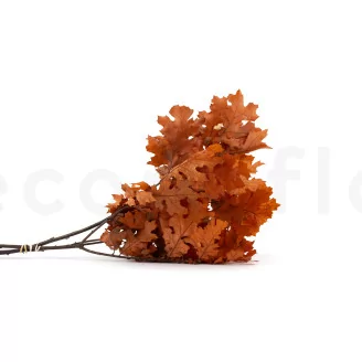 Preserved Oak Orange