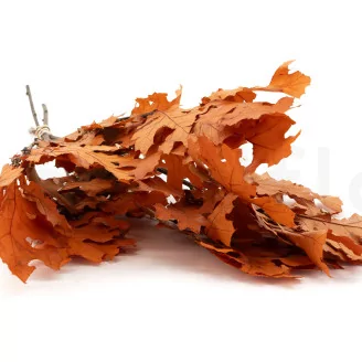 Preserved Oak Orange