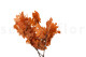 Preserved Oak Orange 7