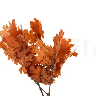 Preserved Oak Orange