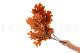 Preserved Oak Orange 4