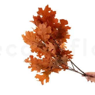 Preserved Oak Orange