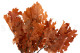 Preserved Oak Orange 2