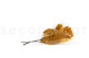 Preserved Oak - Yellow 8