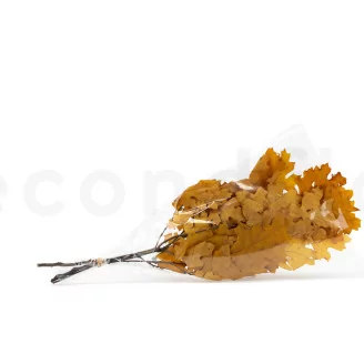 Preserved Oak Yellow