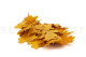 Preserved Oak - Yellow 6