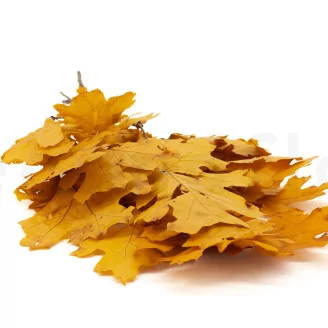 Preserved Oak Yellow