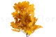 Preserved Oak - Yellow 7