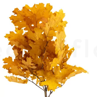 Preserved Oak Yellow