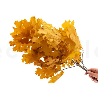 Preserved Oak Yellow