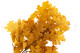 Preserved Oak - Yellow 2