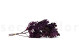 Preserved Oak - Purple 3