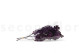 Preserved Oak - Purple 8