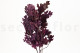 Preserved Oak - Purple 6