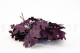 Preserved Oak - Purple 7