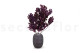 Preserved Oak - Purple 5