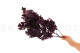 Preserved Oak - Purple 4