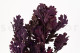 Preserved Oak - Purple 2