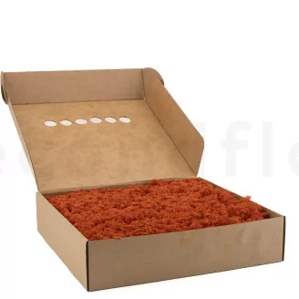 Preserved Reindeer Moss Orange (Box)